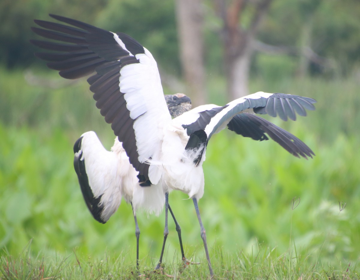 Wood Stork - ML659016944