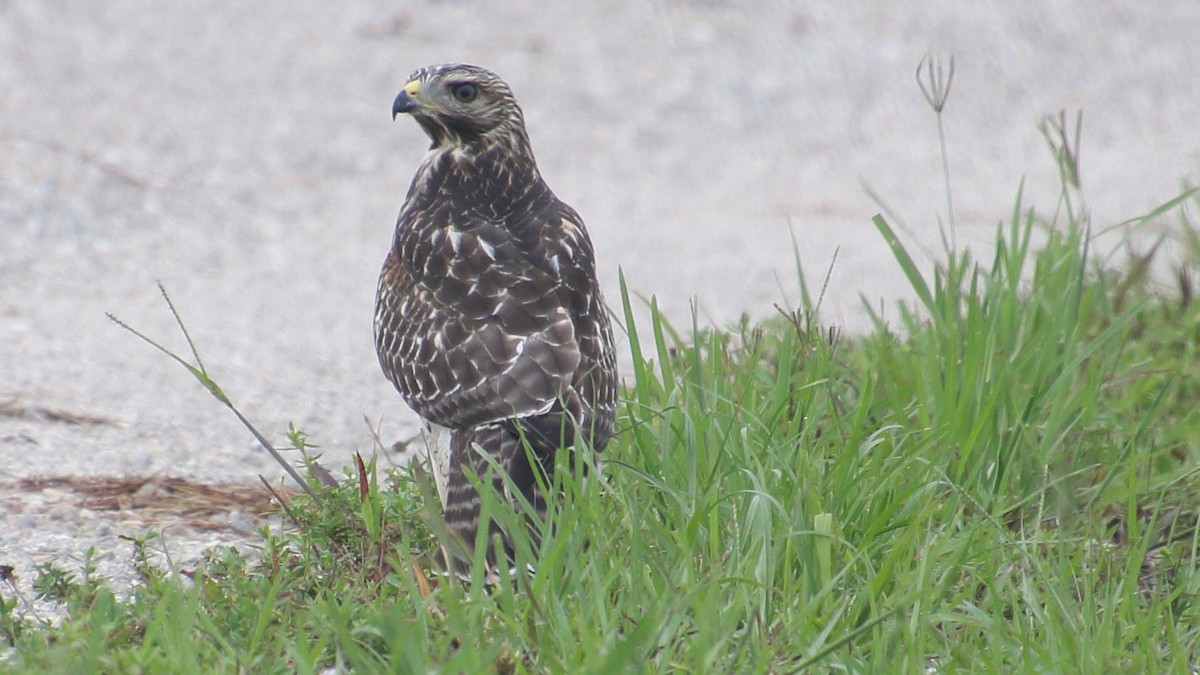 Red-shouldered Hawk - ML659016977