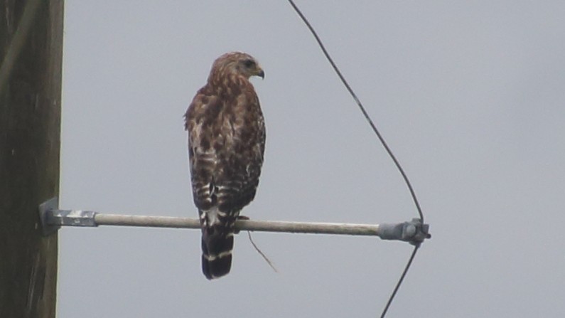 Red-shouldered Hawk - ML659016980