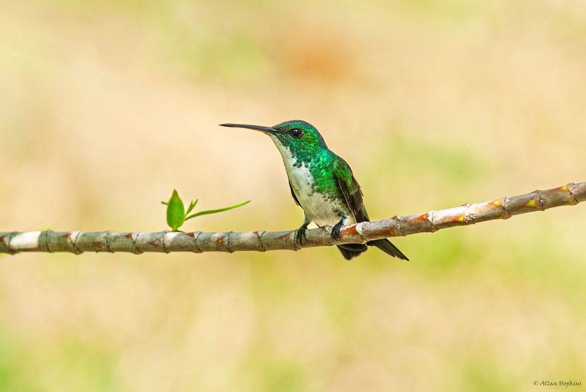 Plain-bellied Emerald - ML659017748