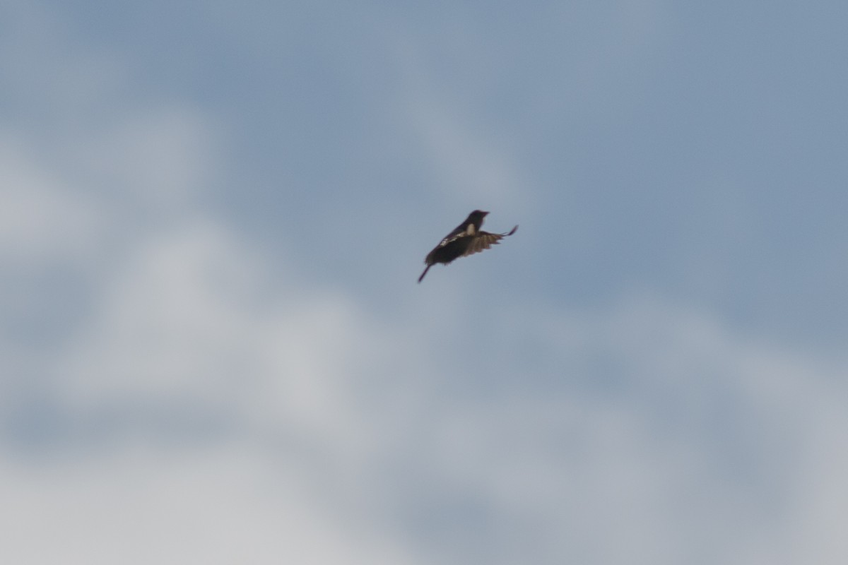 Rudd's Lark - ML659018180