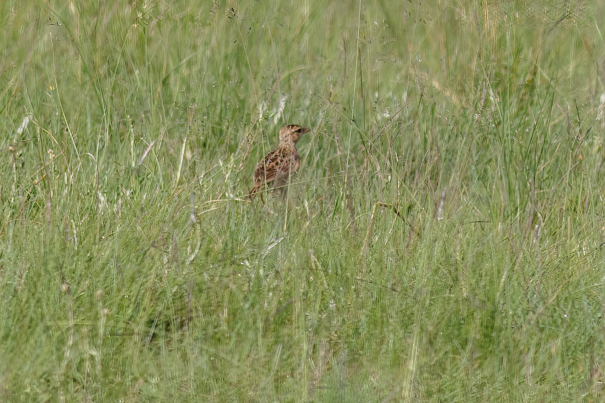 Rudd's Lark - ML659018188