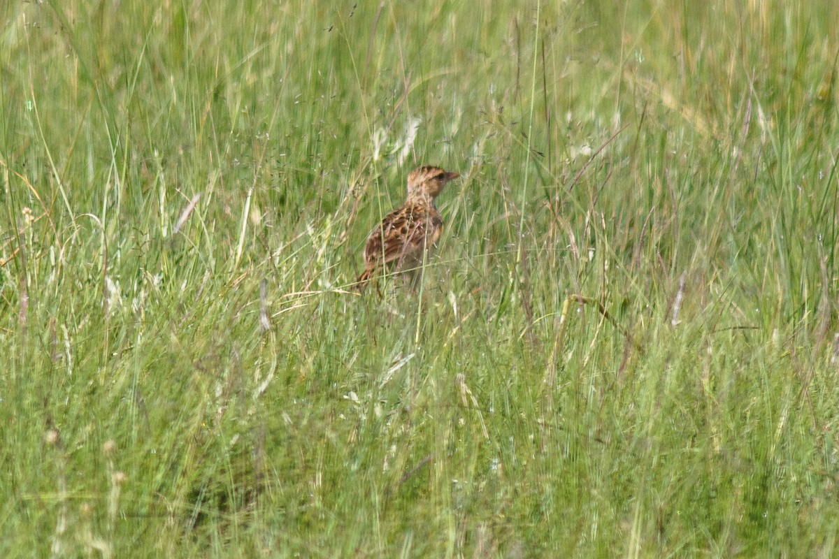 Rudd's Lark - ML659018207