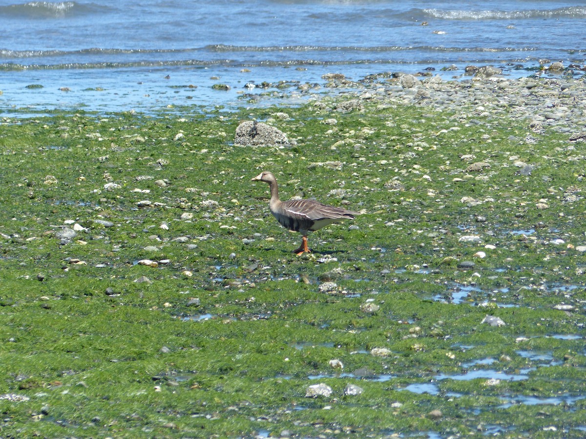 Greater White-fronted Goose - ML659019189