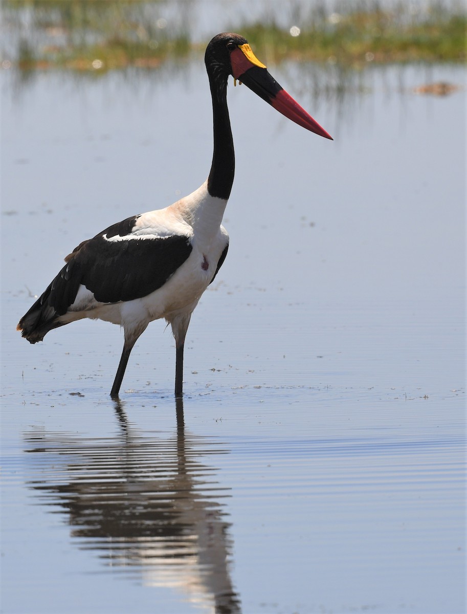 Saddle-billed Stork - ML659020068