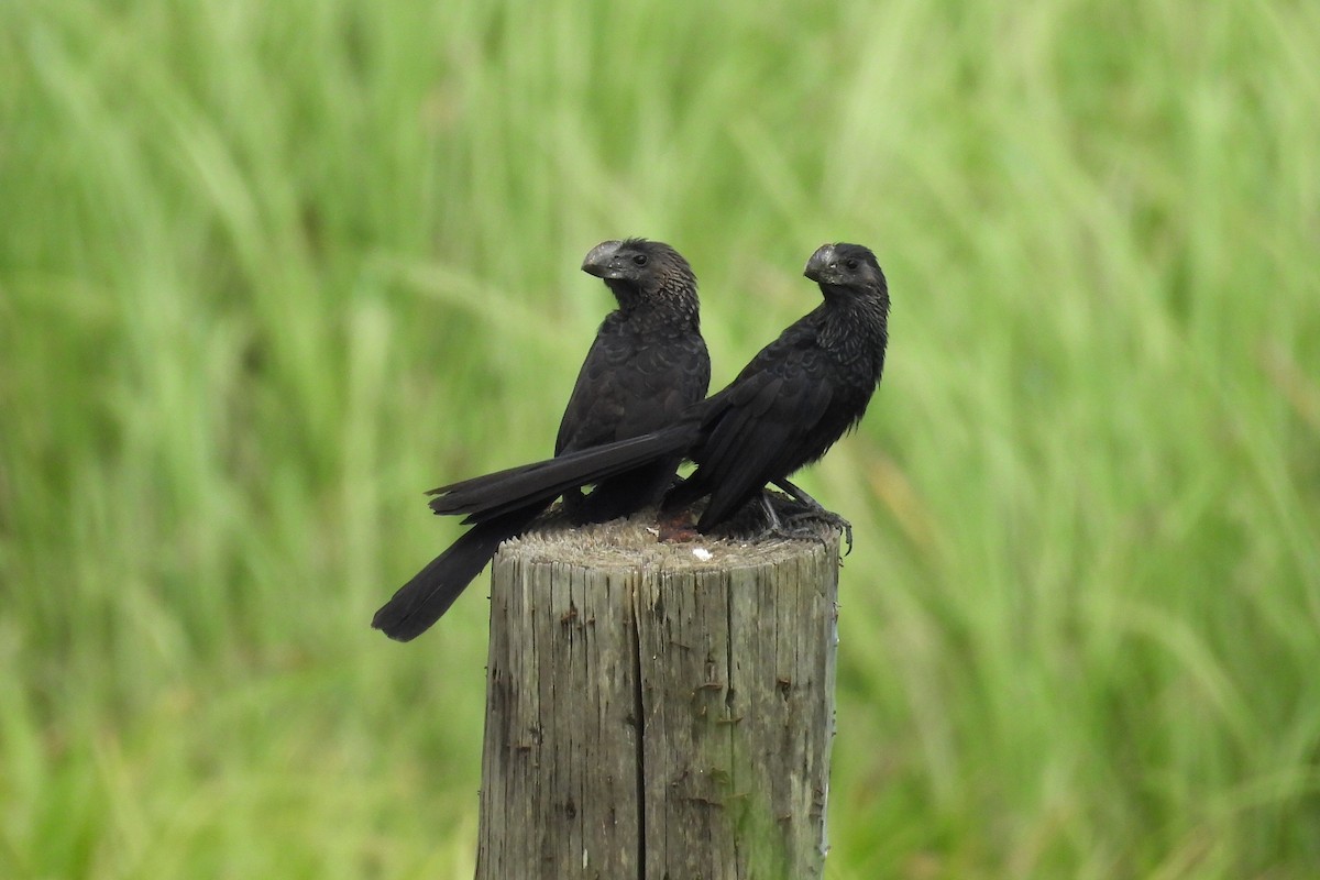 Smooth-billed Ani - ML659020473