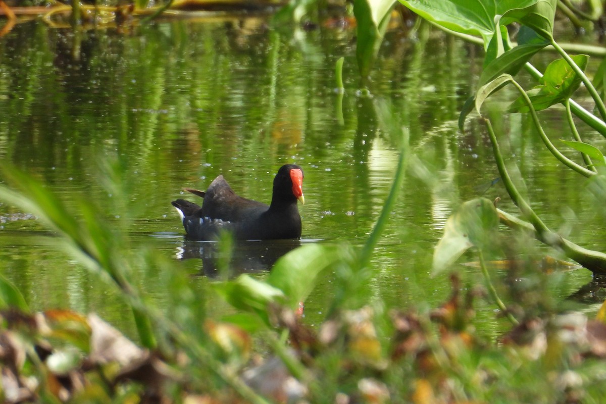Common Gallinule - ML659020494