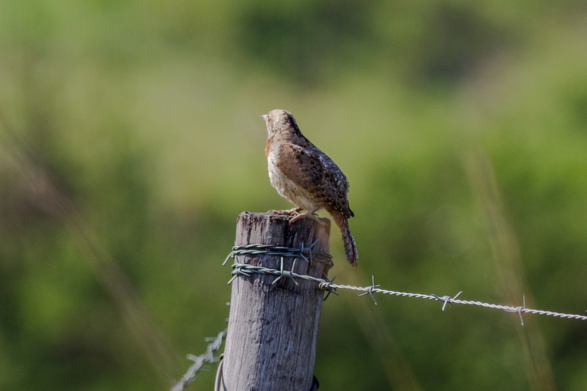 Red-throated Wryneck (Rufous-necked) - ML659020506