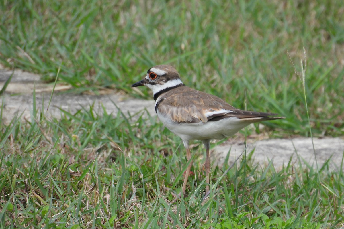 Killdeer - ML659020531