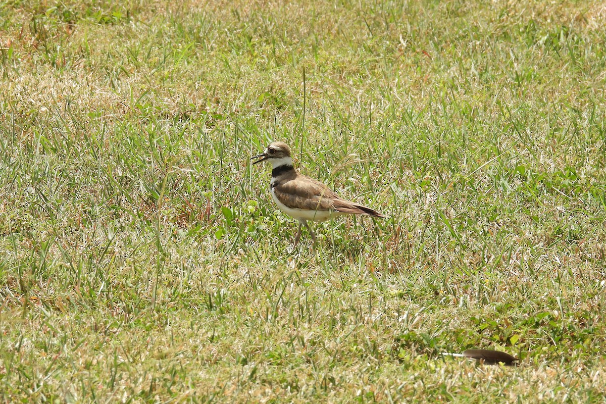 Killdeer - ML659020532