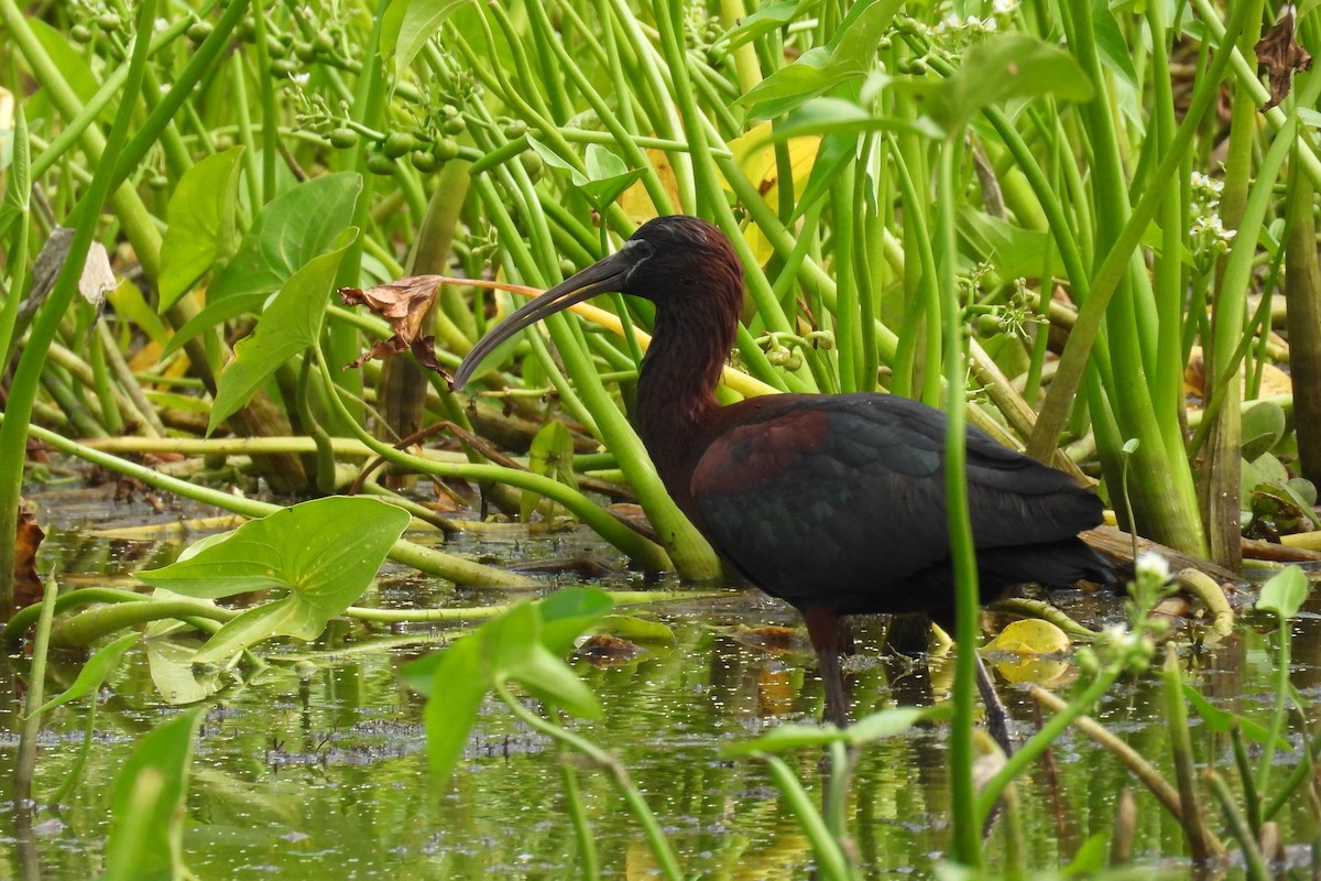 Glossy Ibis - ML659020550