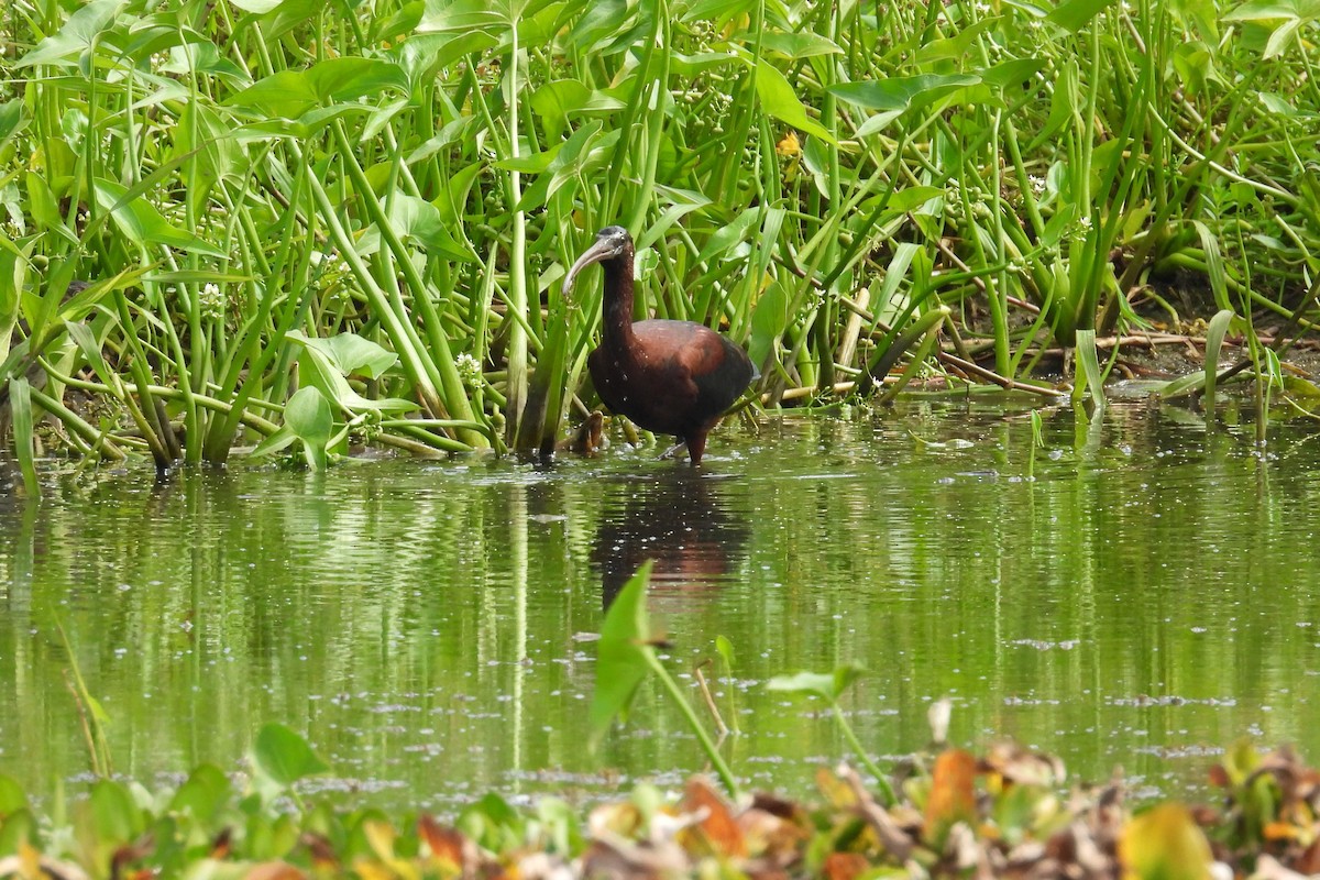 Glossy Ibis - ML659020551