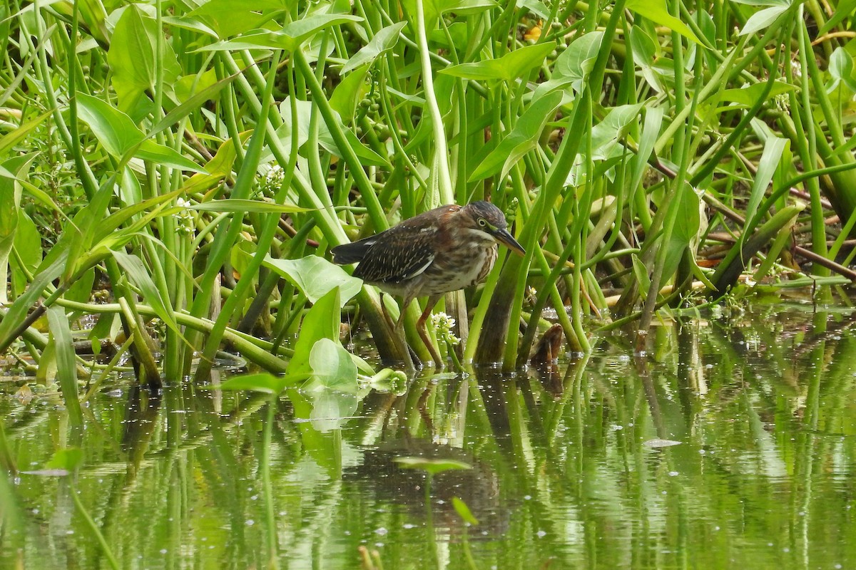 Green Heron - ML659020573