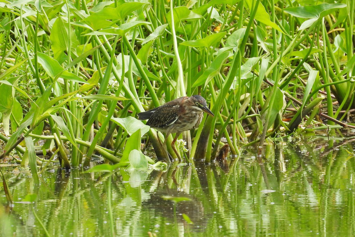 Green Heron - ML659020574