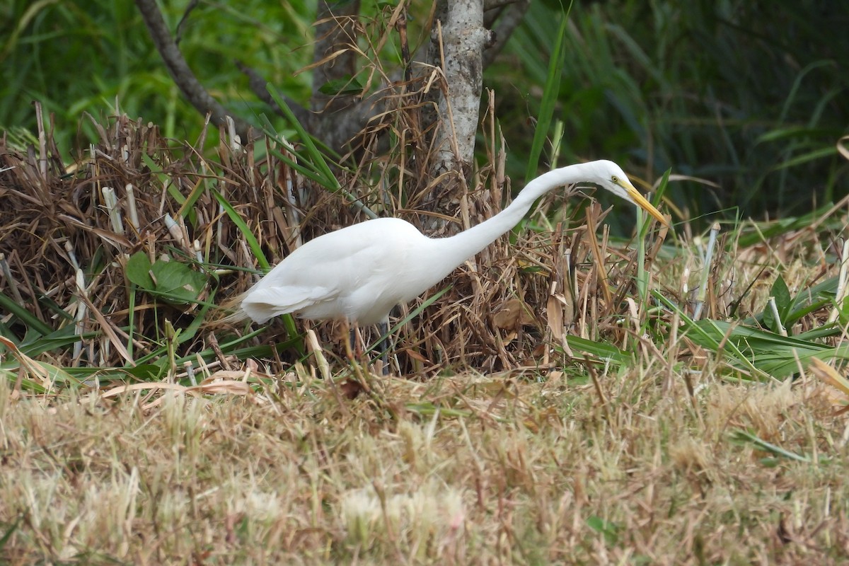 Great Egret - ML659020605