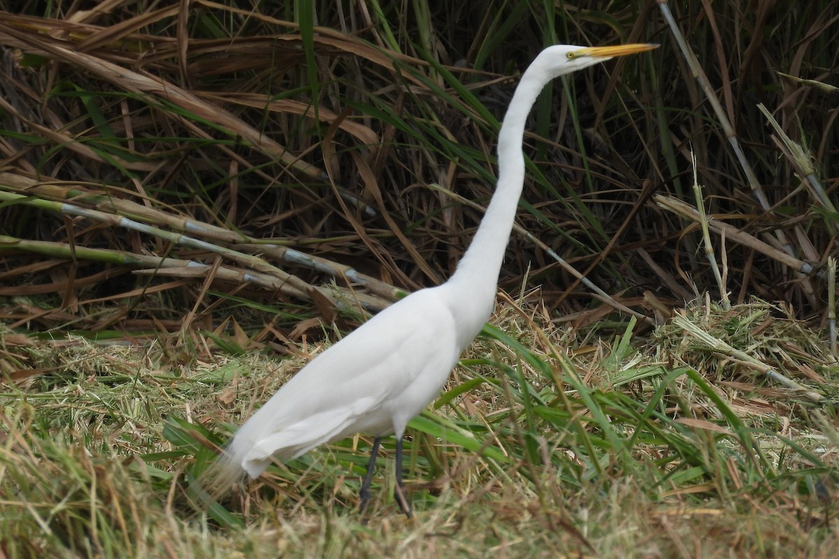 Great Egret - ML659020606