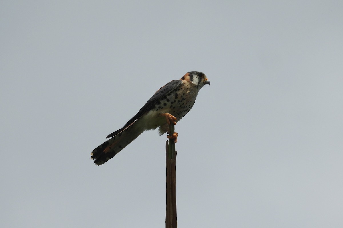 American Kestrel - ML659020620