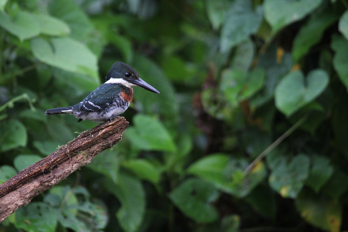 Green Kingfisher - kenneth reyes