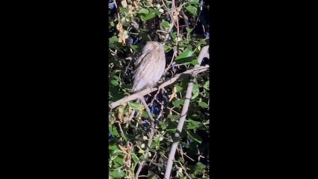 Pallid Scops-Owl - ML659020839