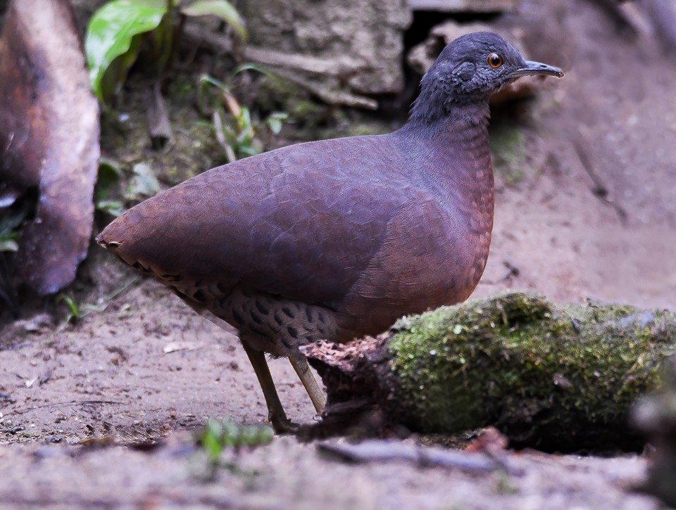 Brown Tinamou - ML65902111