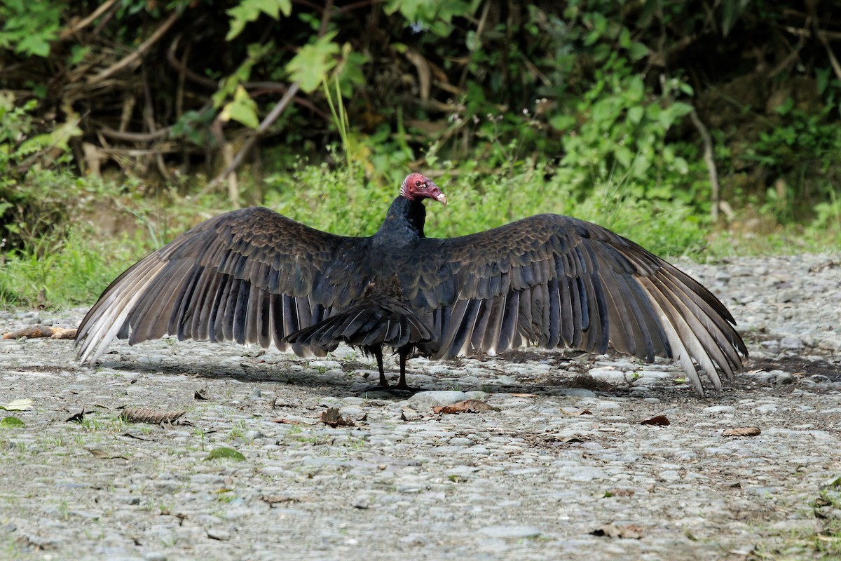 Turkey Vulture - ML659022310