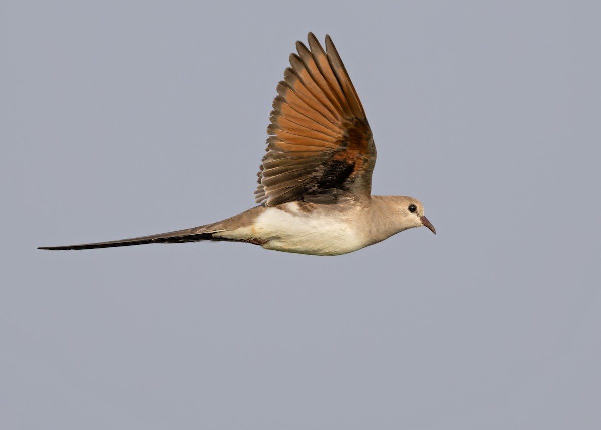 Namaqua Dove - ML659022747