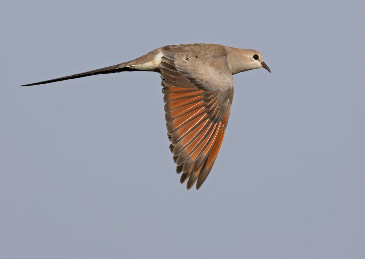Namaqua Dove - ML659022749