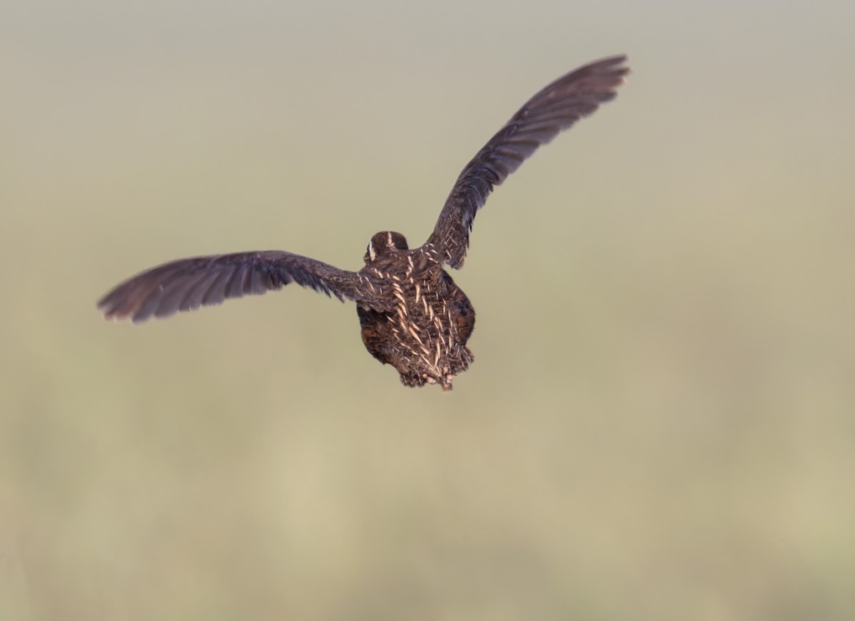 Harlequin Quail - ML659022754