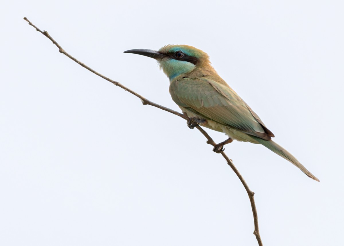 Arabian Green Bee-eater - ML659023178