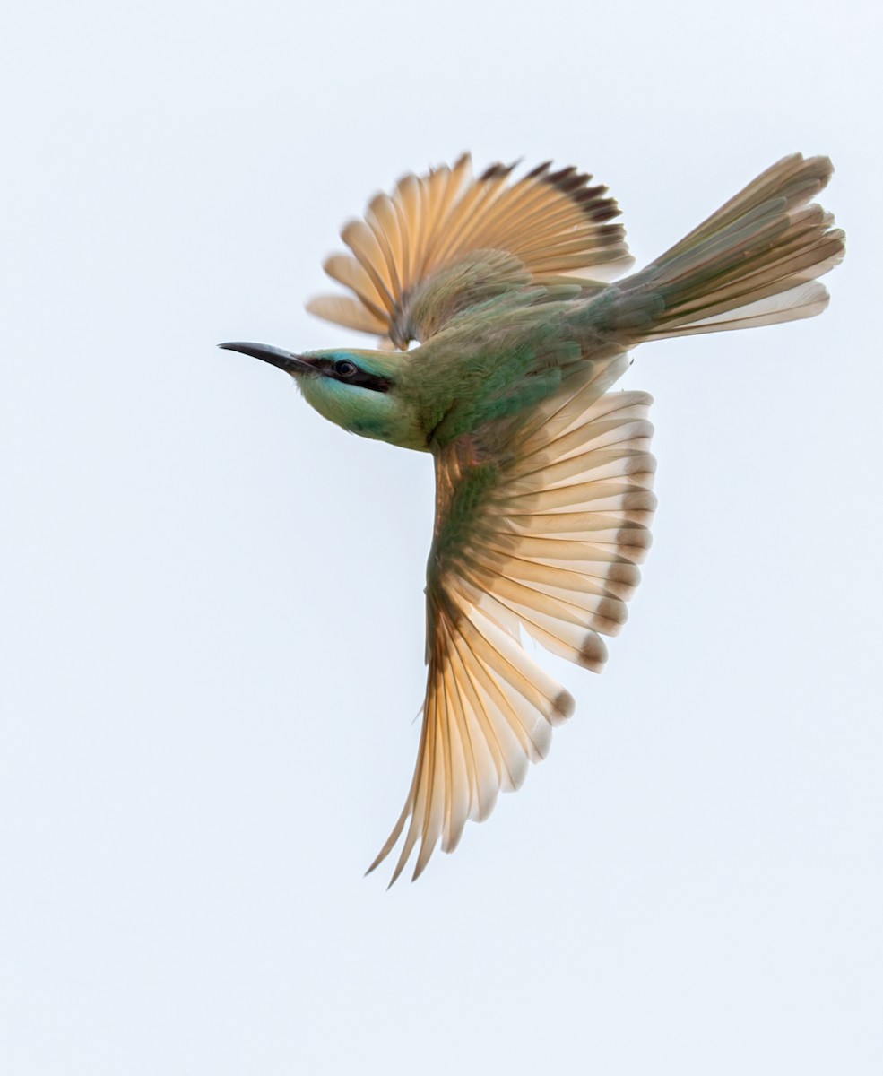Arabian Green Bee-eater - ML659023179