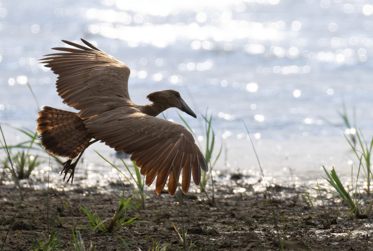 Hamerkop - ML659023182