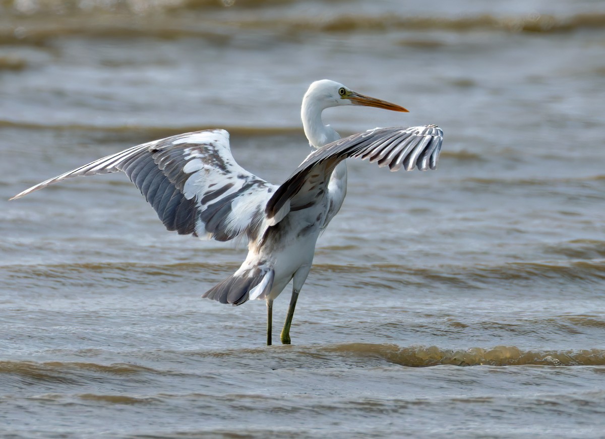 Western Reef-Heron (Eastern) - ML659023195