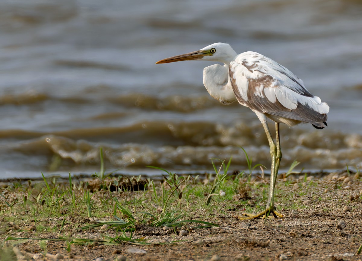Western Reef-Heron (Eastern) - ML659023196