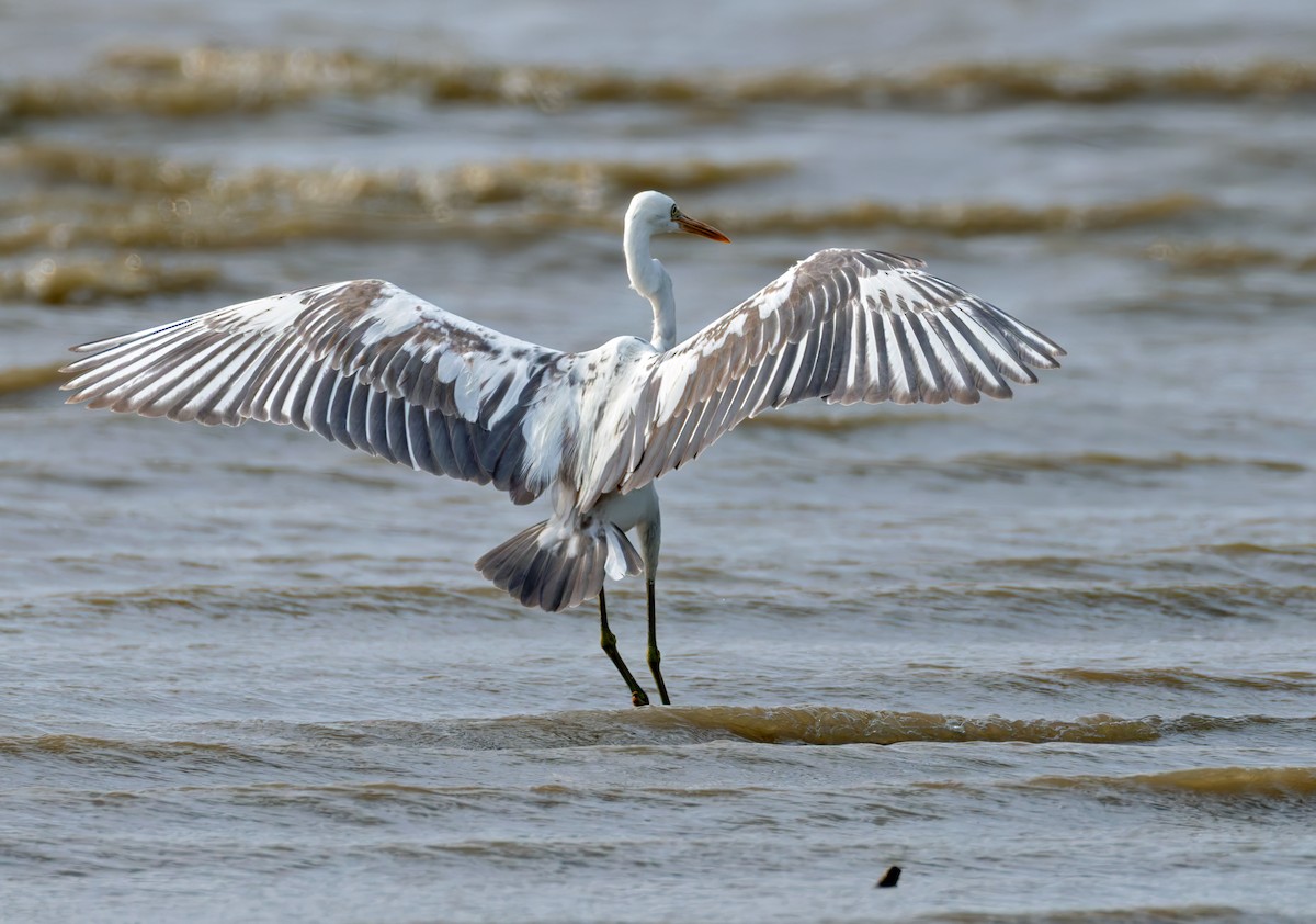 Western Reef-Heron (Eastern) - ML659023197