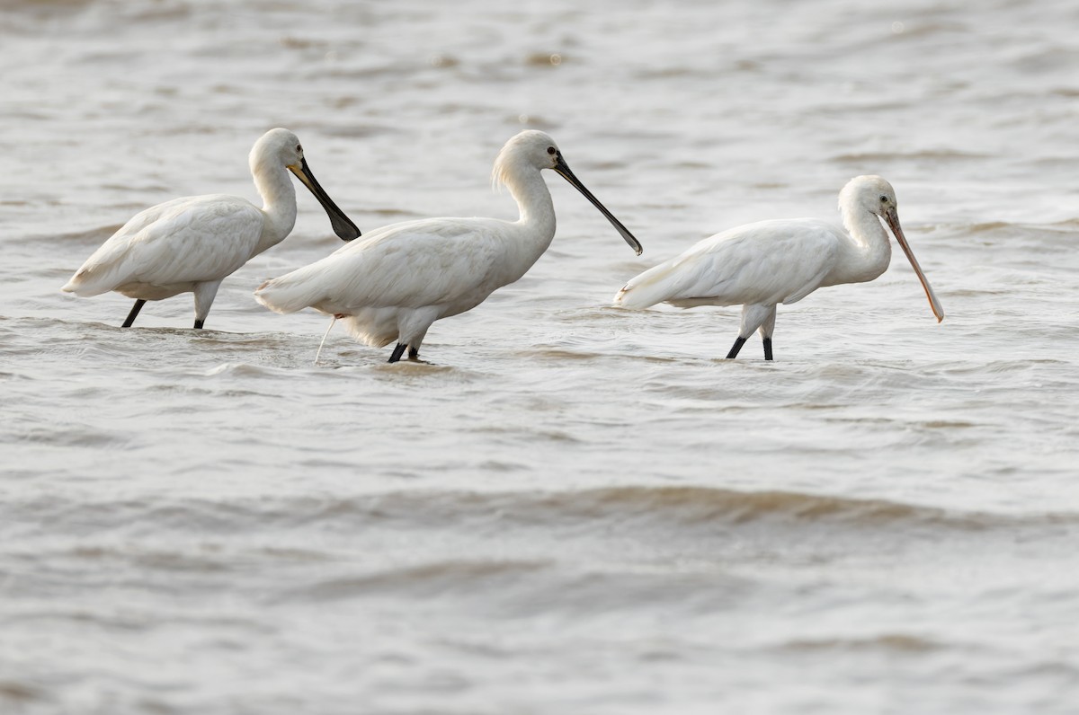 Eurasian Spoonbill - ML659023202