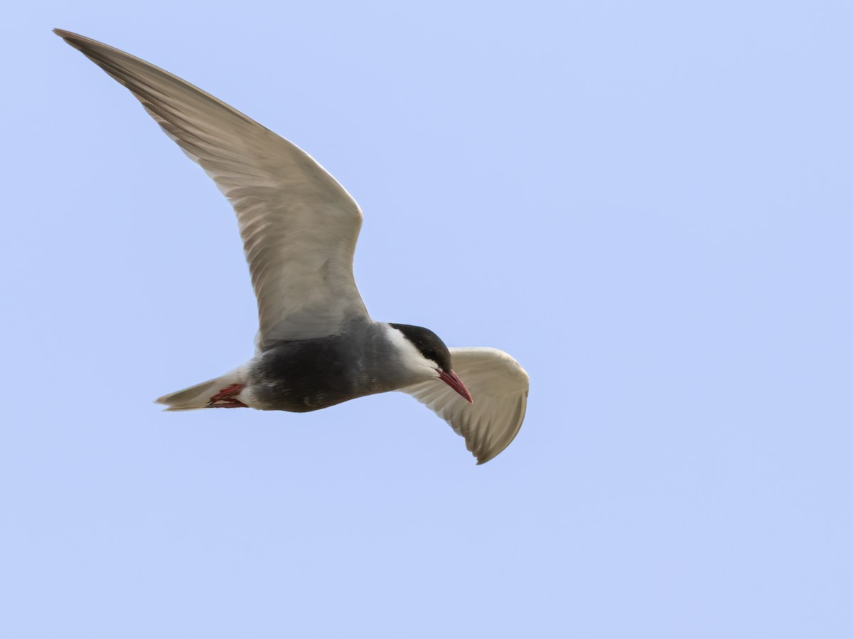 Whiskered Tern - ML659023206