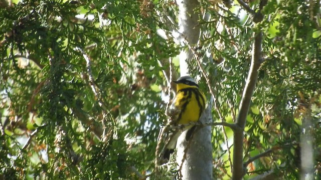 Magnolia Warbler - ML659023207