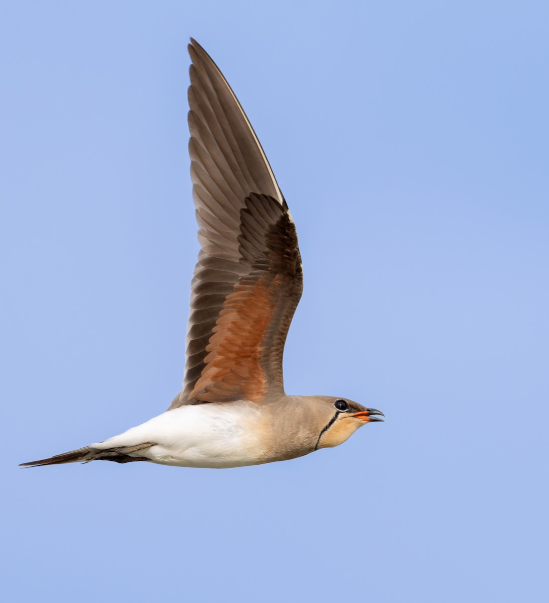 Collared Pratincole - ML659023208