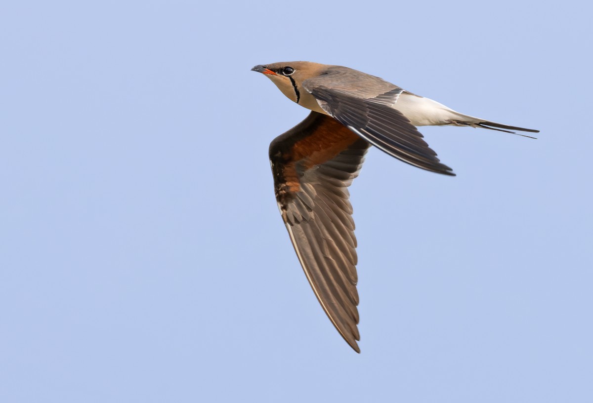 Collared Pratincole - ML659023209