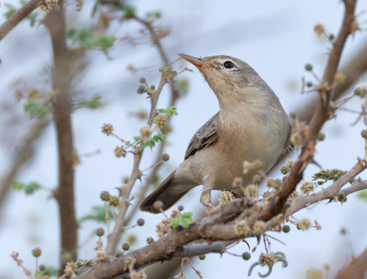Upcher's Warbler - ML659023681