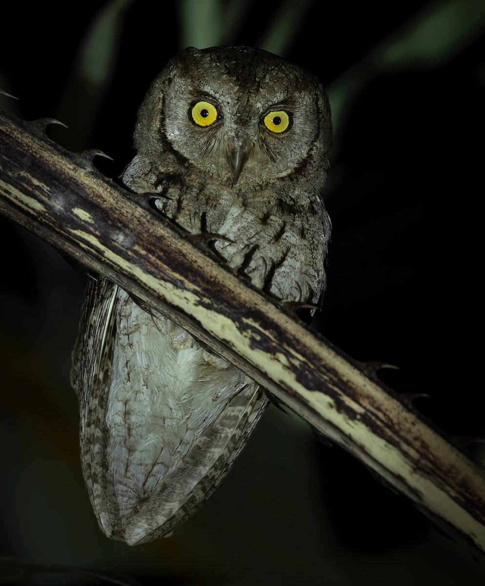 Arabian Scops-Owl - ML659023687