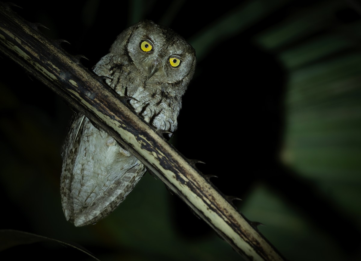 Arabian Scops-Owl - ML659023688