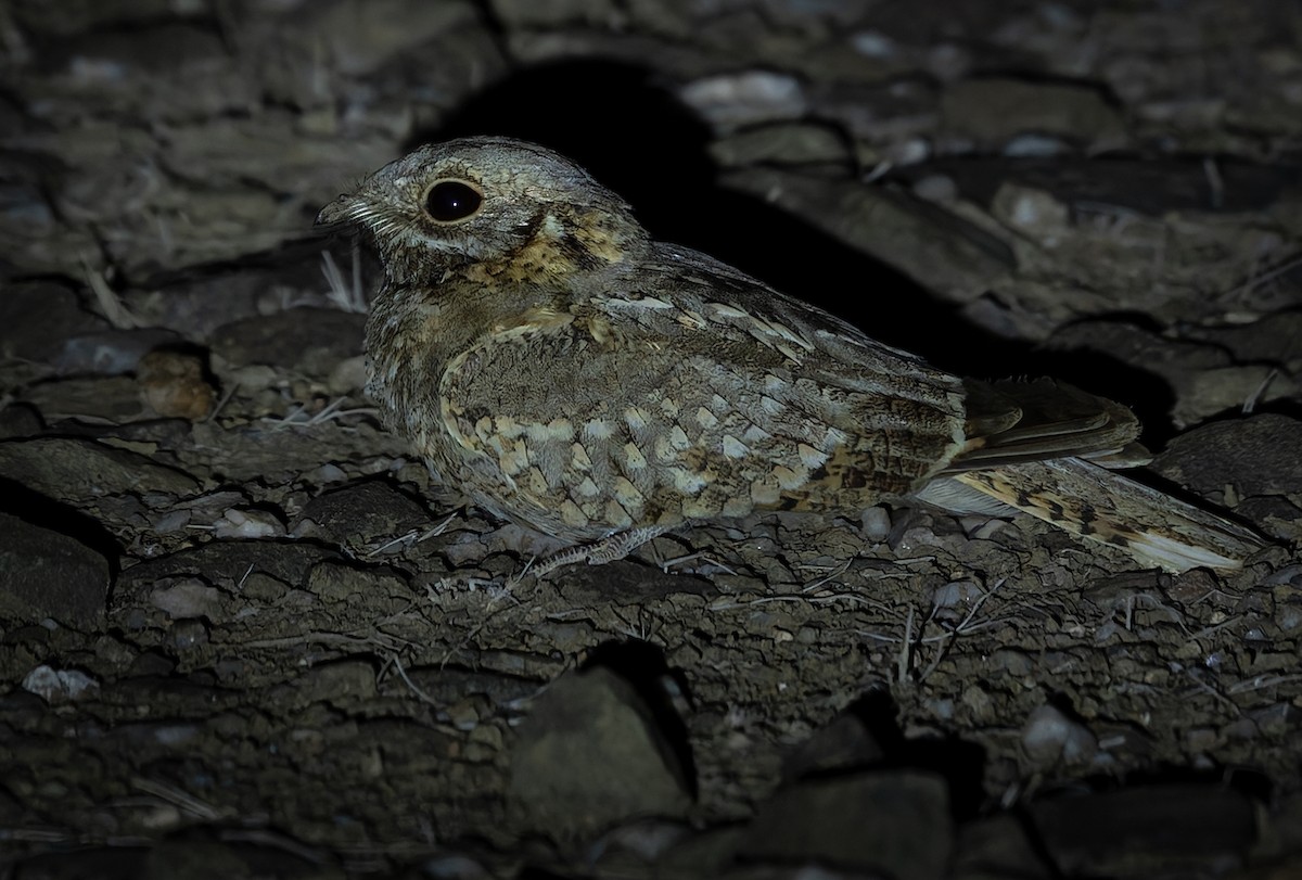 Nubian Nightjar - ML659023692