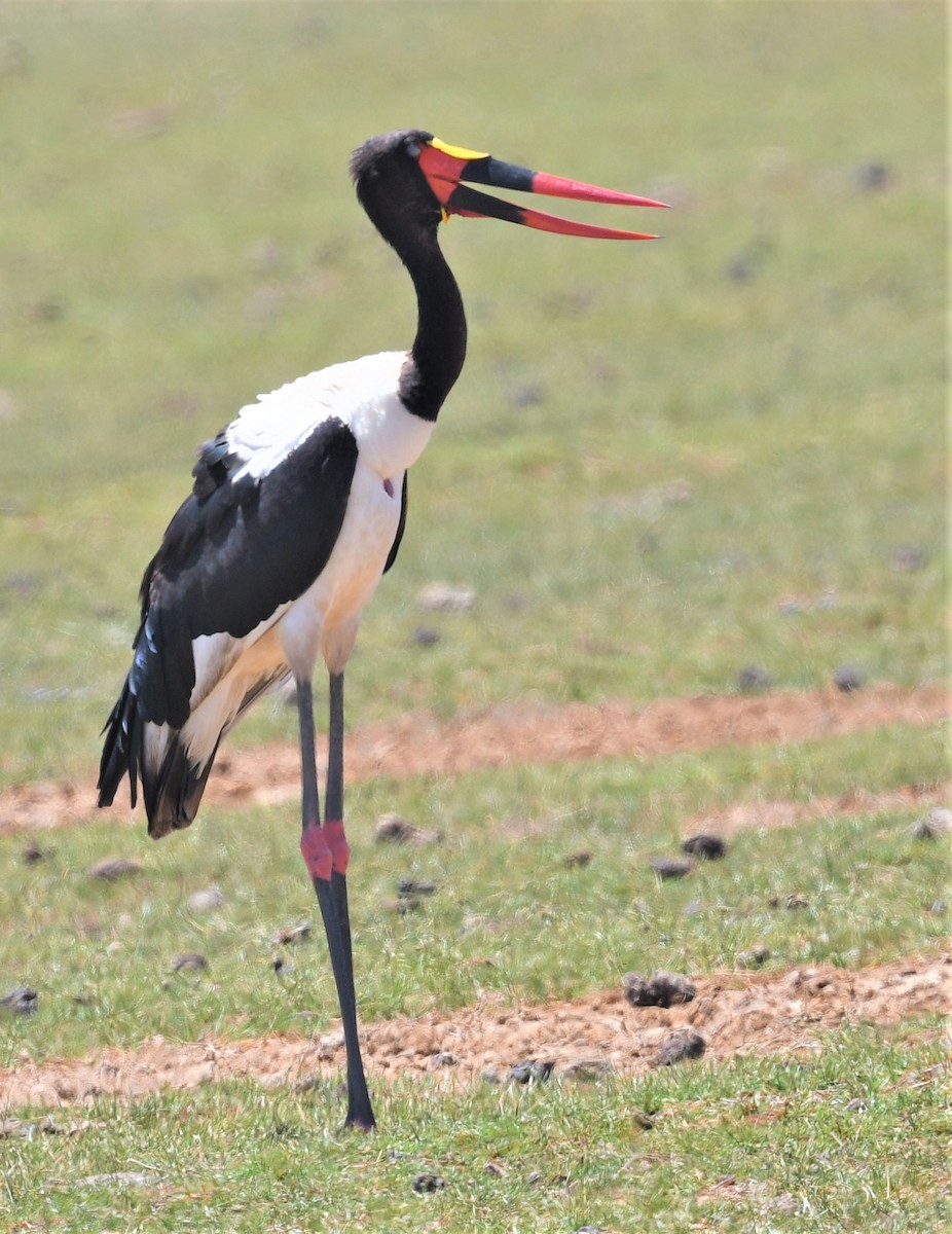 Saddle-billed Stork - ML659024311