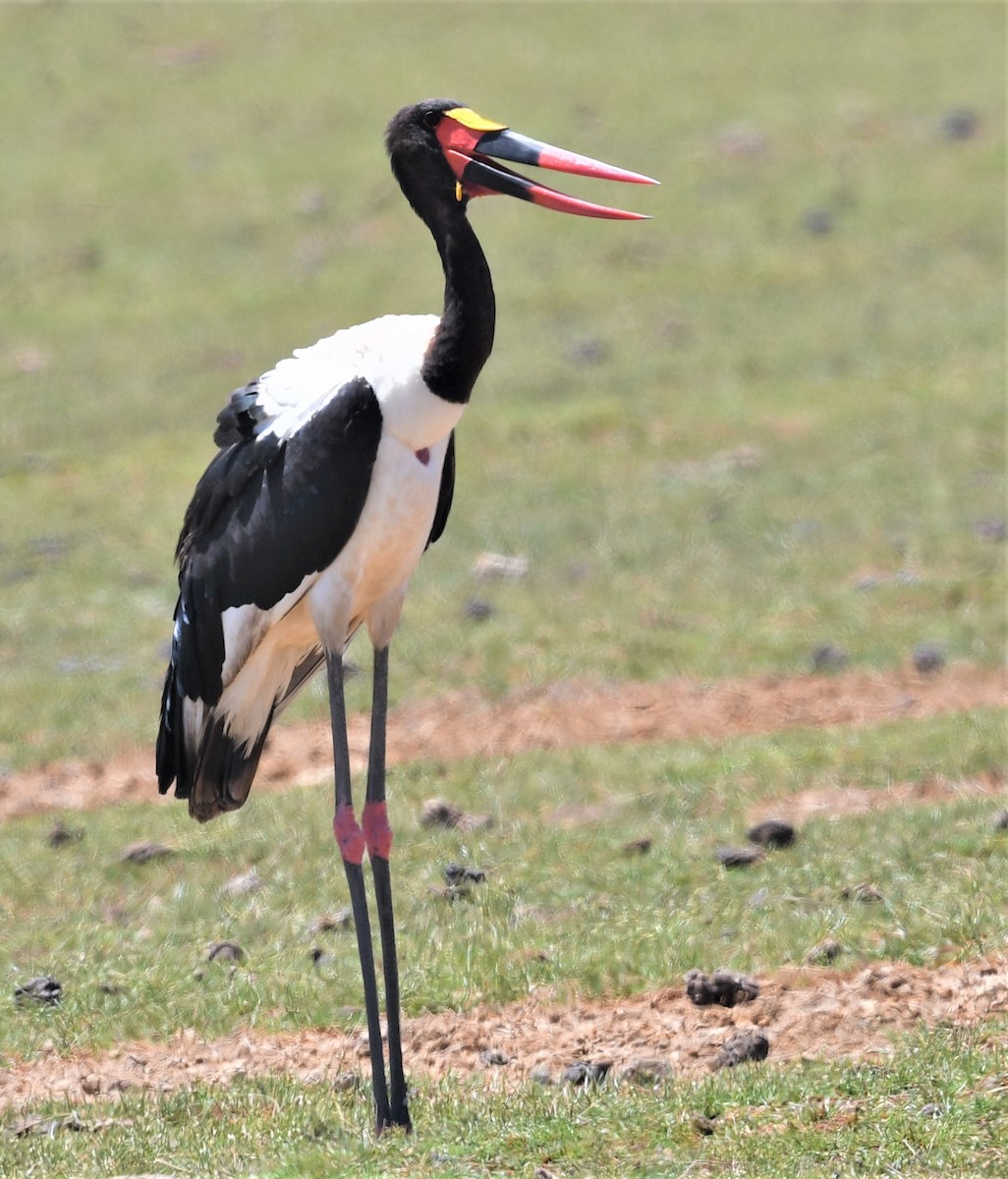 Saddle-billed Stork - ML659024312