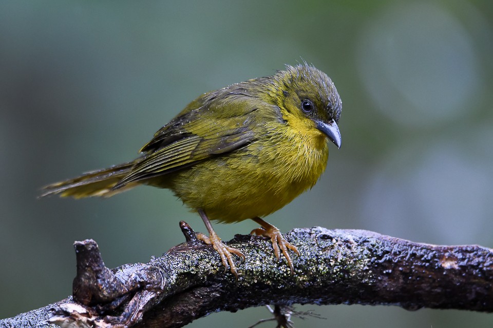 Olive-green Tanager - Nereston Camargo