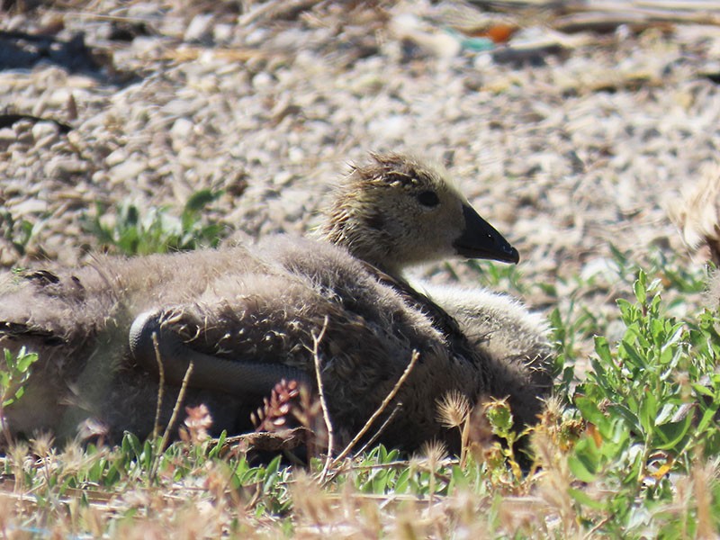 Branta kanadar handia - ML659026923