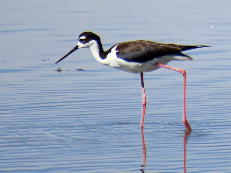Black-necked Stilt (Black-necked) - ML659026979