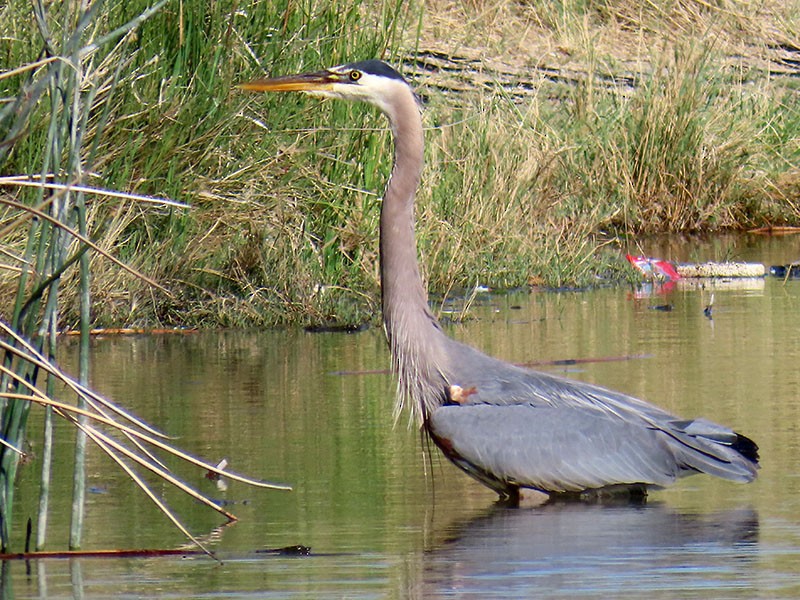 Great Blue Heron (Great Blue) - ML659027316