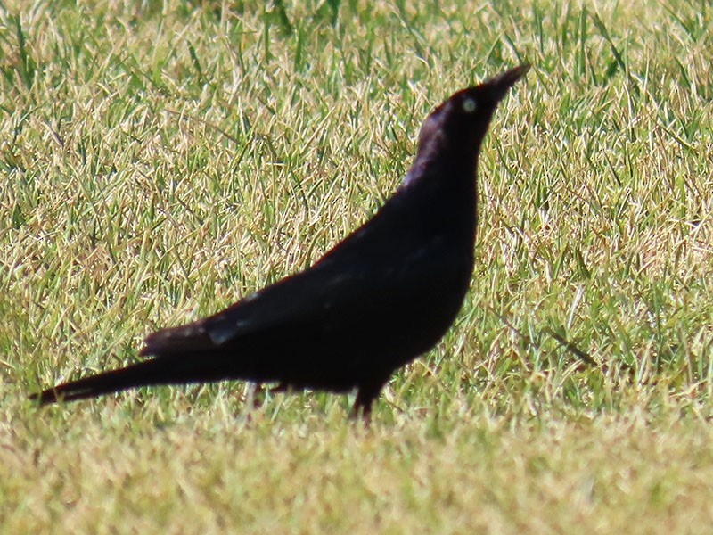 Brewer's Blackbird - ML659027364